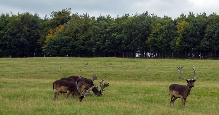 heard of deer at Raby Castle deer park